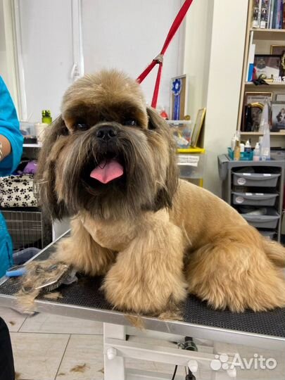 Груминг собак