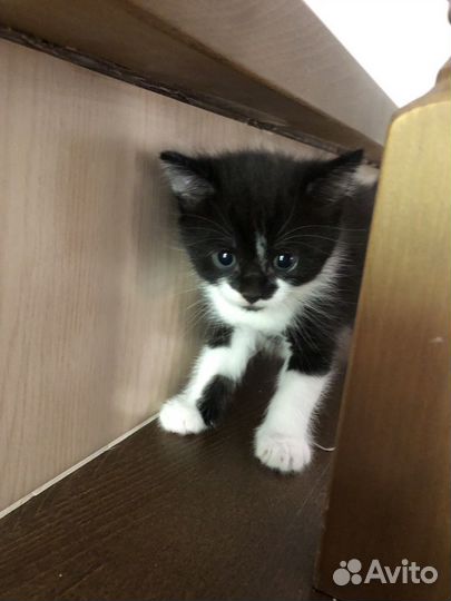 Котята в добрые руки бесплатно