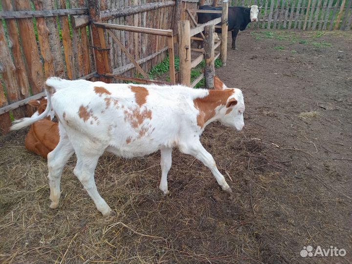 Хряк и телята