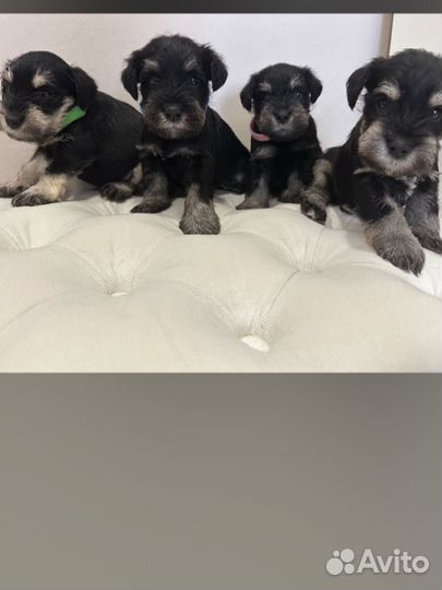 Цвергшнауцер