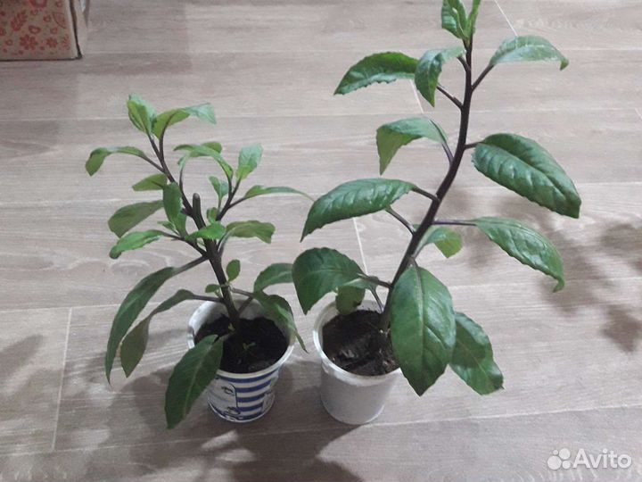 Джинура Листья бога