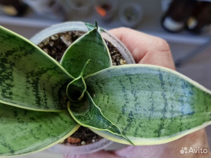 Сансевиерия