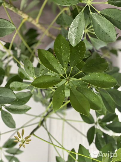 Шефлера 170 см