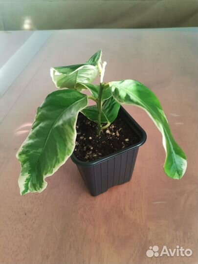 Лимон вариегатный, плодоносящие саженцы, 2х летки