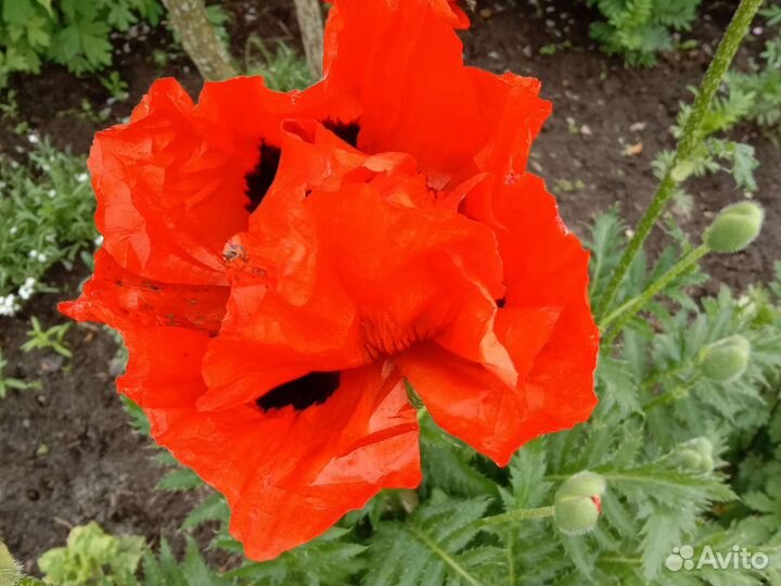 Традесканция садовая. Мак садовый