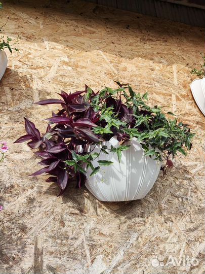 Традесканция