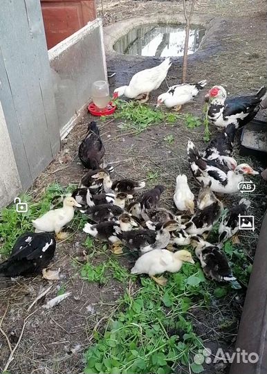 Утята (индоутята) суточные