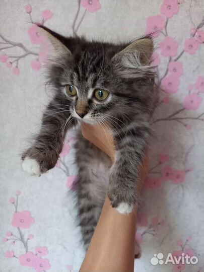 Котенок в добрые руки