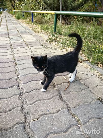 Кошечка в добрые руки