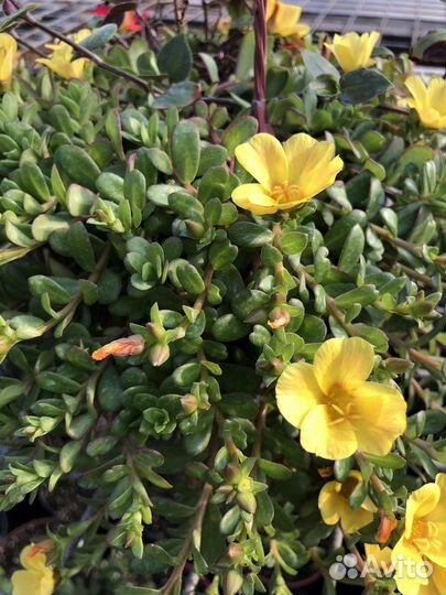 Ампельные растения