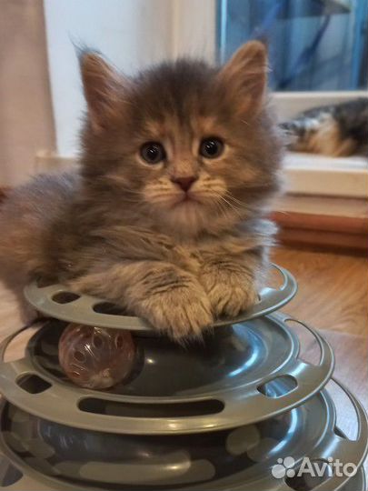 Котята мейн-кун