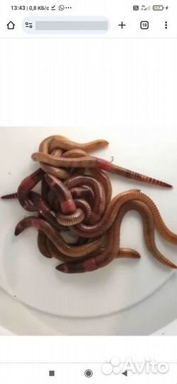 Червь дендробена