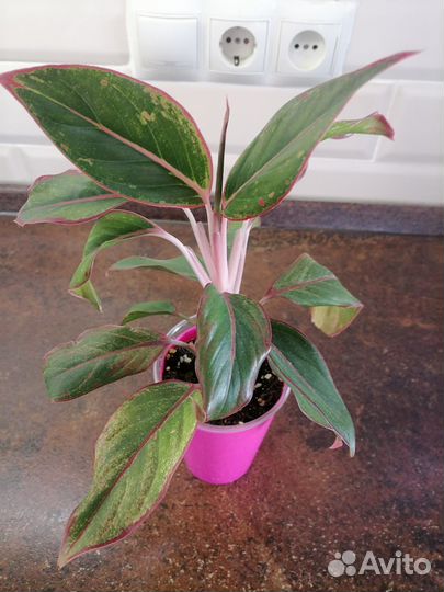 Аглаонема Крит