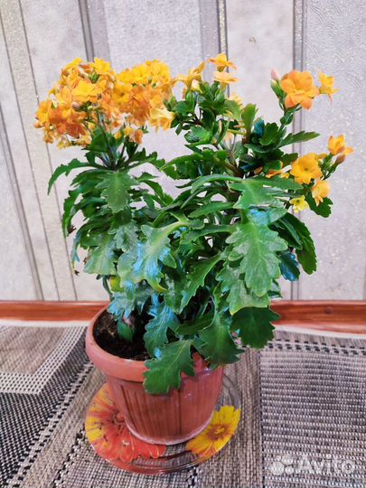 Каланхоэ цветущий