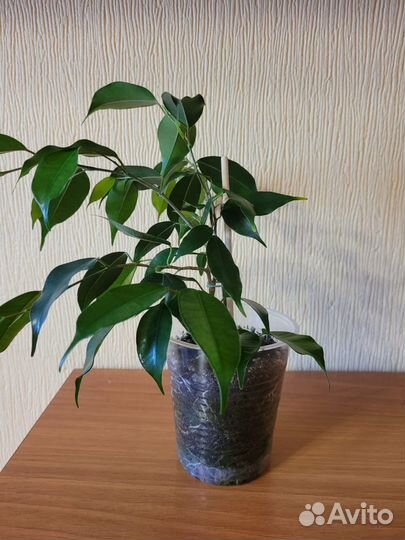 Фикус бенджамина