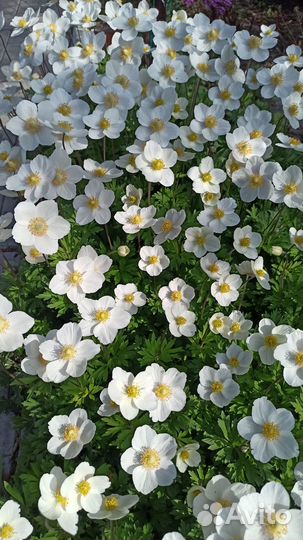 Ветренница (анемона лесная)