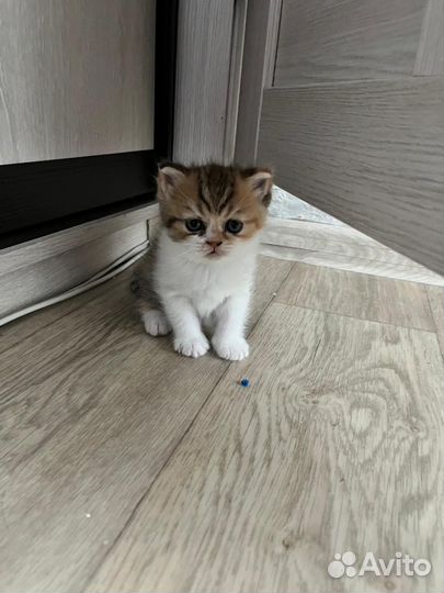 Продам шотландских котят