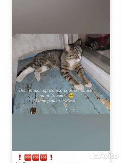 Кошка ищет дом