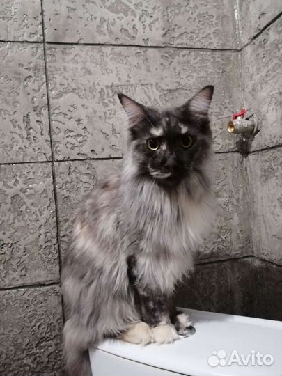 Передержка животных