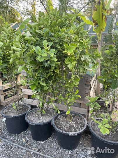 Гардения жасминовидная