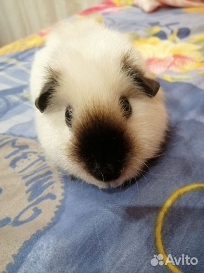 Морская свинка