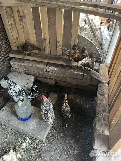 Куры сибрайт