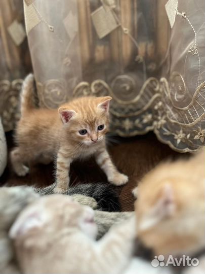 Котята в добрые руки даром
