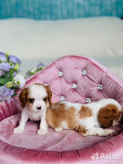 Кавалерчики мальчик и девочка