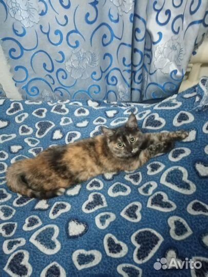 Кошка в дар бесплатно
