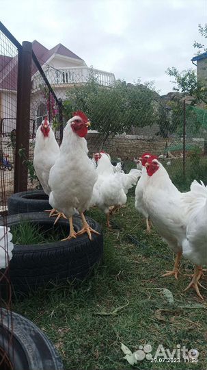 Петушки плимутрок