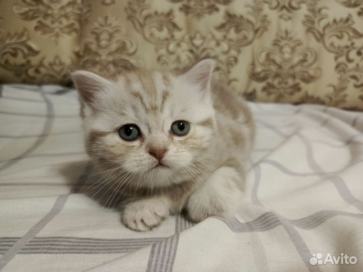 Шотландские вислоухие котята