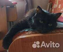 Котик ищет заботливых хозяев