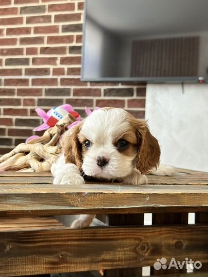 Кавалер Кинг Чарльз спаниель