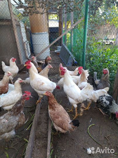 Петухи 6 месяцев