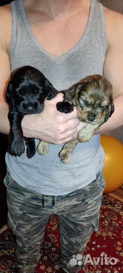 Кокер спаниель