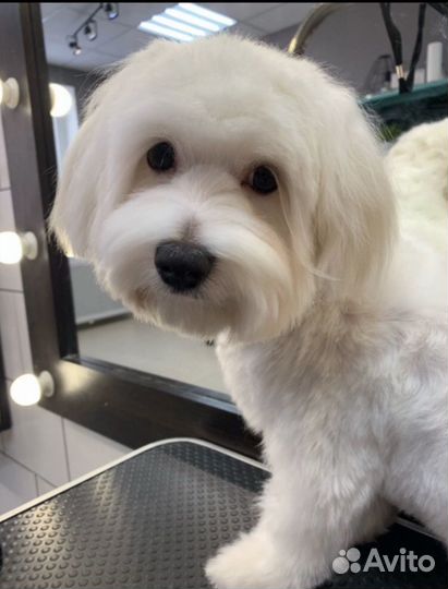 Мальтезе вязка