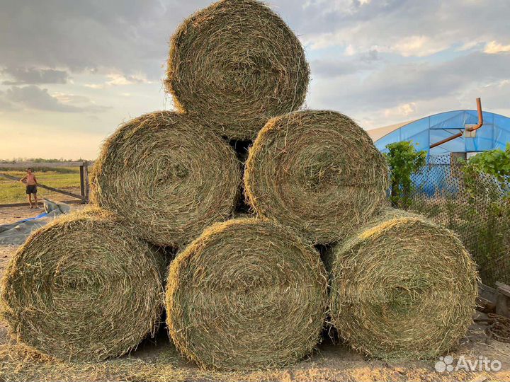 Сено Люцерны в тюках