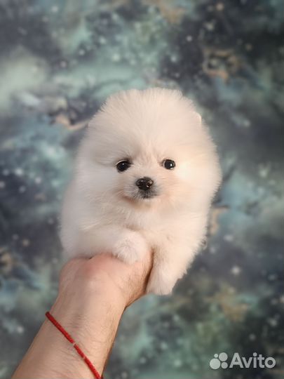 Шпицы мини малыши