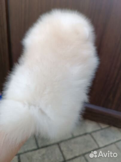 Мини девочка