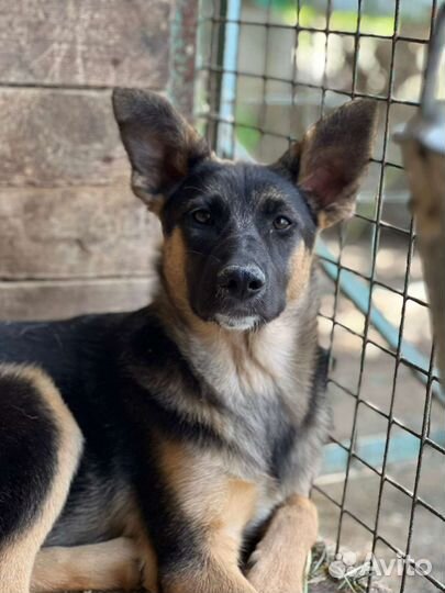 Овчарка щенок грустит в приюте