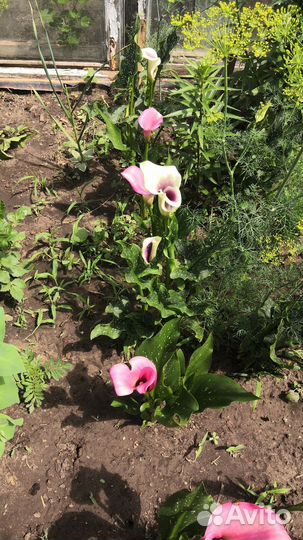 Цветы каллы