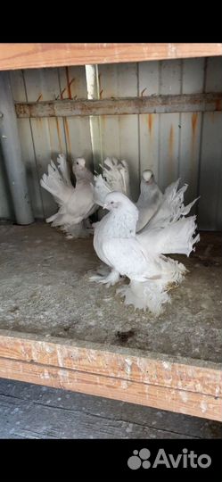 Статные голуби