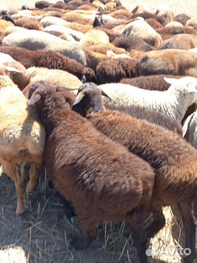 Бараны гиссарские