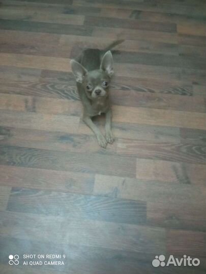 Чихуахуа лиловый кобель мини вязка