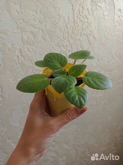 Комнатные цветы фиалки