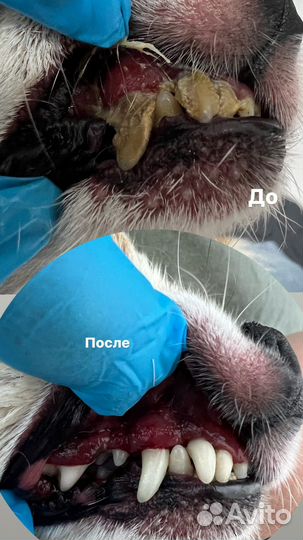 Чистка зубов собакам без наркоза