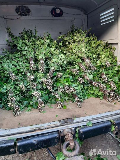 Берёзовые веники