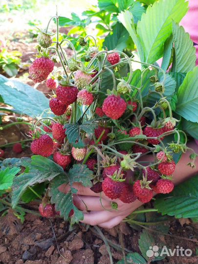 Рассада земляники