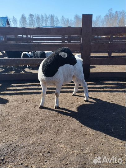 Баранчики дорпер