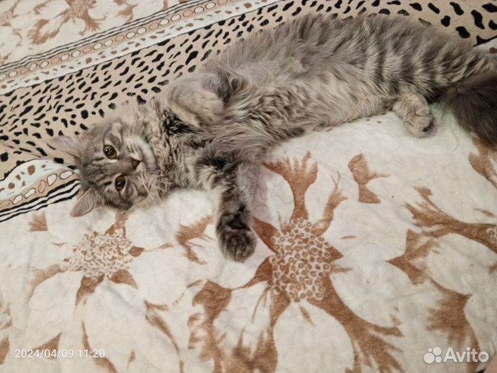 Кошка
